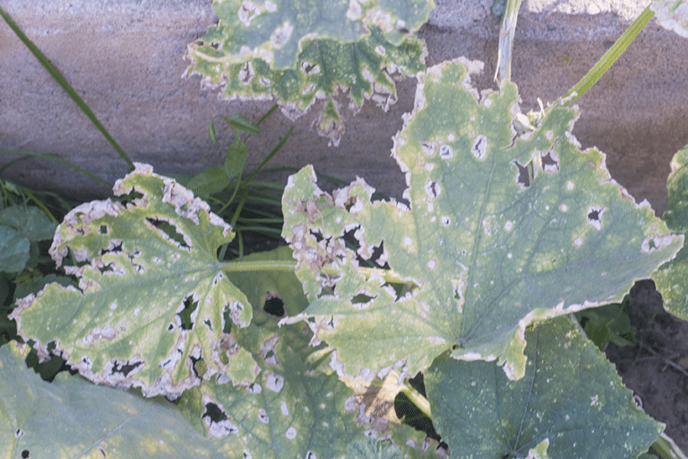 cucumber leaves