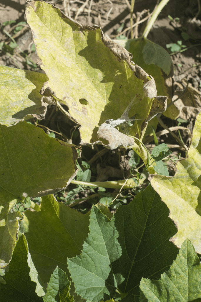 fungus leaves