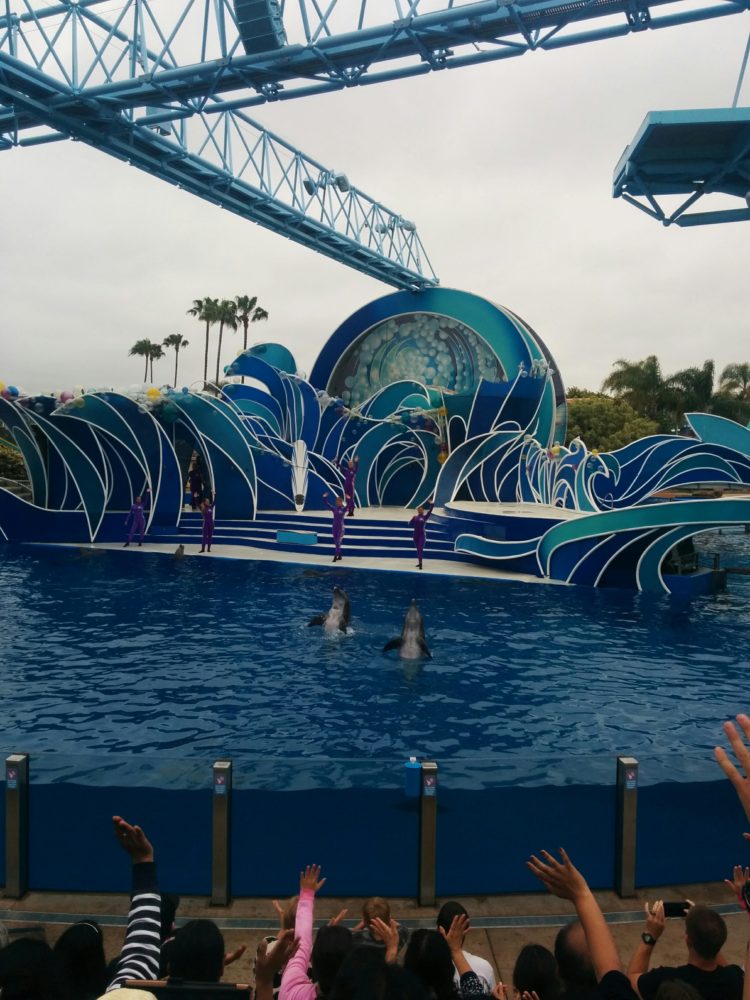 Dolphin Show