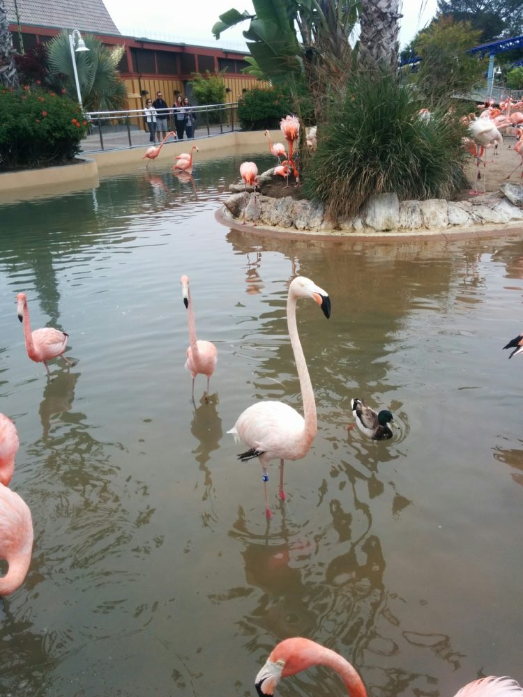 Flamingos at Sea World