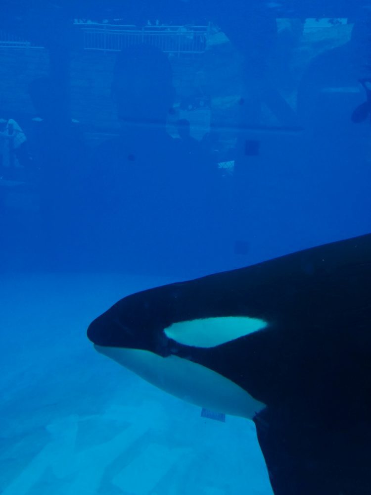 Why You Should Plan A Visit to Sea World San Diego