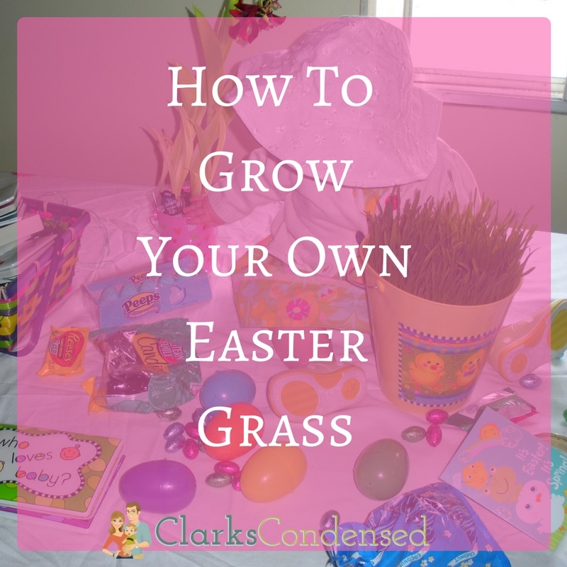 How to Grow Easter Grass 