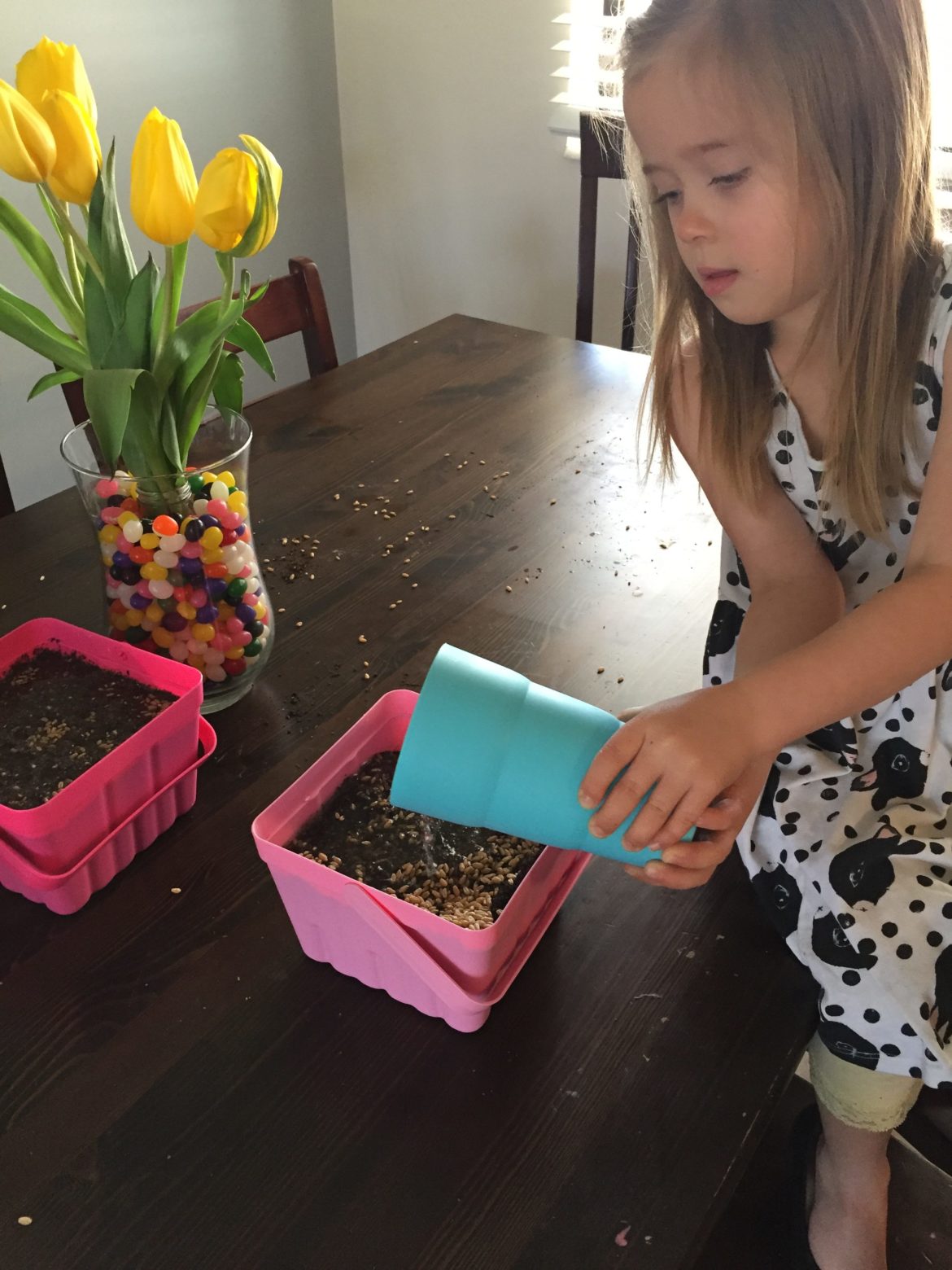 A little girl watering the Easter Grass