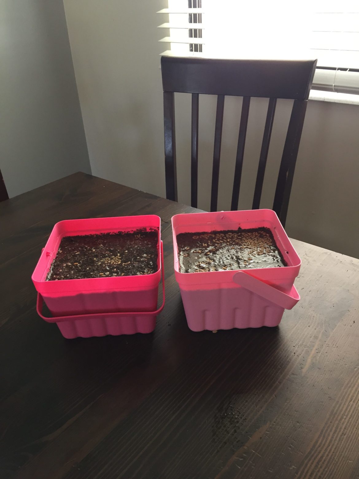 Two pink pots with mud