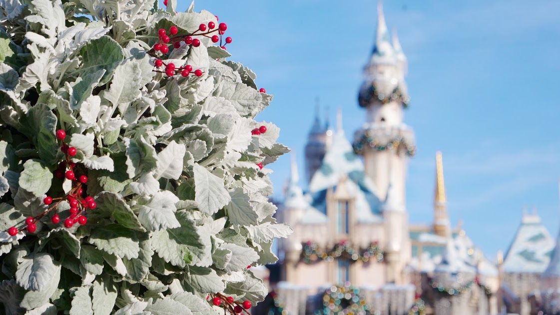 A close up of a flower by Disney castle