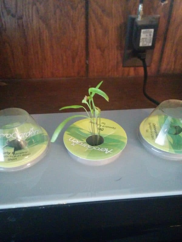 aerogarden seedling