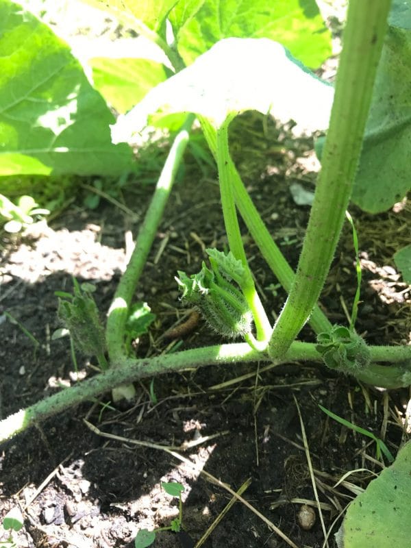 Vine with taproot 