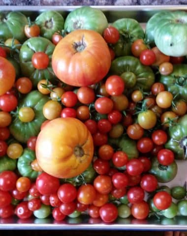 Lots of different types of tomatoes