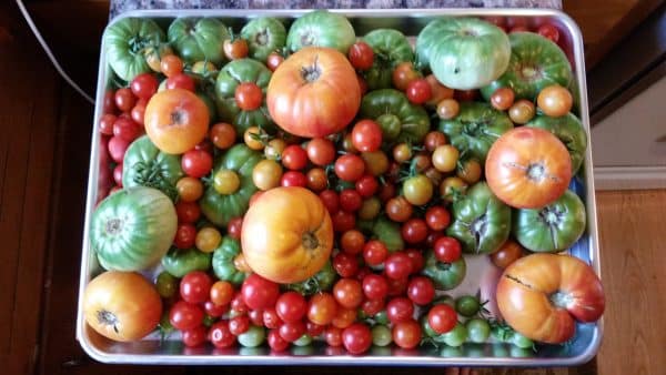 Lots of different types of tomatoes