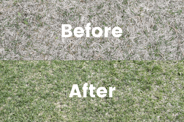 Sunday lawn care before and after photo 