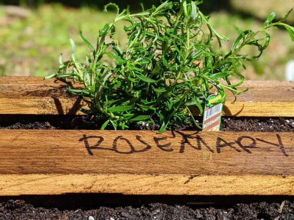 rosemary being planted