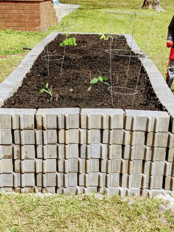 raised garden bed with plants