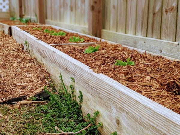 side view of garden beds