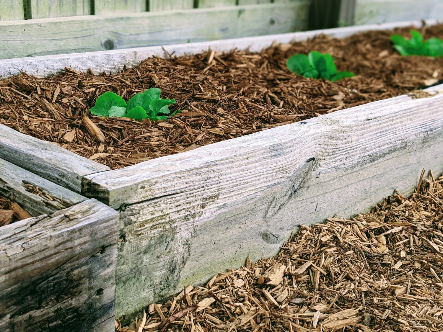 raised garden bed