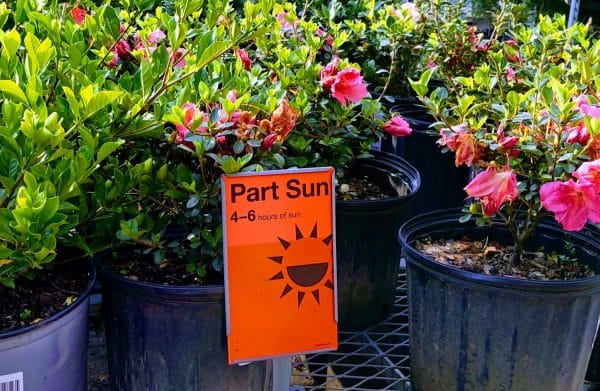 part sun plants
