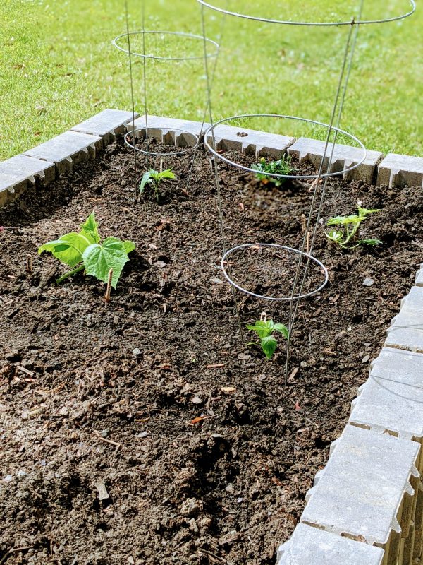 plants growing in a raised garden bed