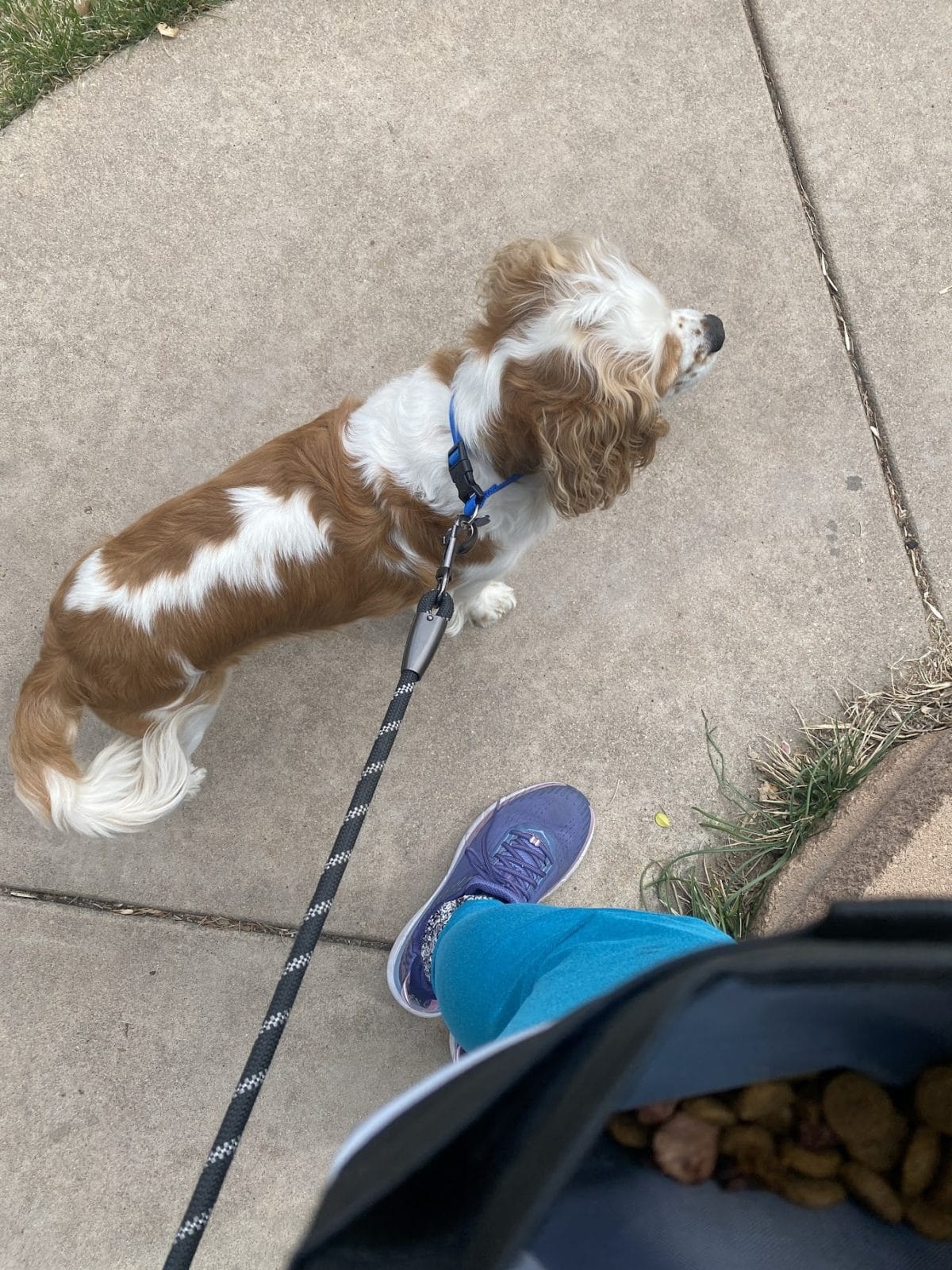 lady walking a cockalier