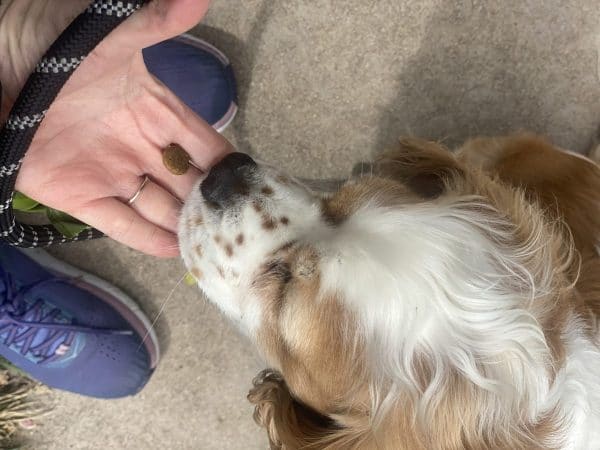 feeding a dog a treat