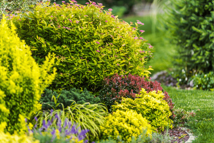 backyard bushes and flowers