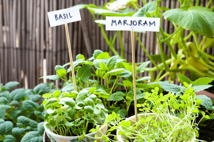 herb garden