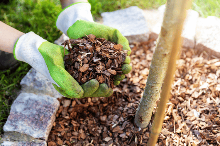 person holding mulch