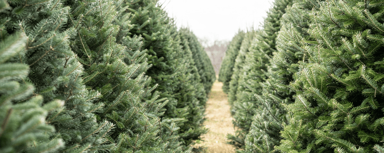 christmas tree farm